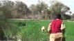 Pig Hunting video in Pakistan, soor ka shikar, wild boar hunting with dogs, haveli fight,