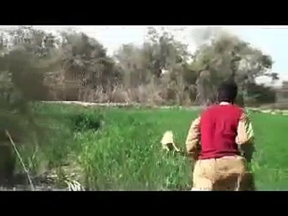 Pig Hunting video in Pakistan, soor ka shikar, wild boar hunting with dogs, haveli fight,