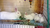 Worlds Top Quality Breed Cutest Pet Rabbits For Sale