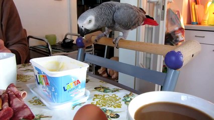 Kampf am Frühstückstisch - Graupapagei und Lätta
