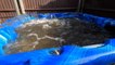 How hot tubs are professionally cleaned