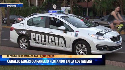 Caballo muerto apareció flotando en la costanera