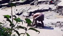 Heróico: hombre arriesga su vida para salvar a un ciervo atrapado en un pantano