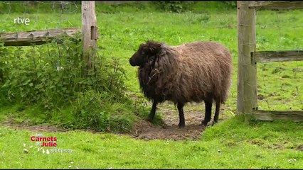 Las recetas de Julie - La cocina especiada