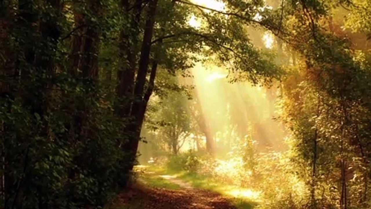 Golden morning in forest beautiful nature relaxing view with meditation music