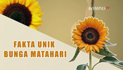 Bunga Matahari Tumbuh Setinggi Manusia? Simak Fakta Berikut.