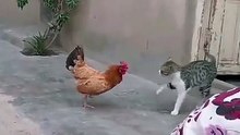A fight between a cat and a chicken