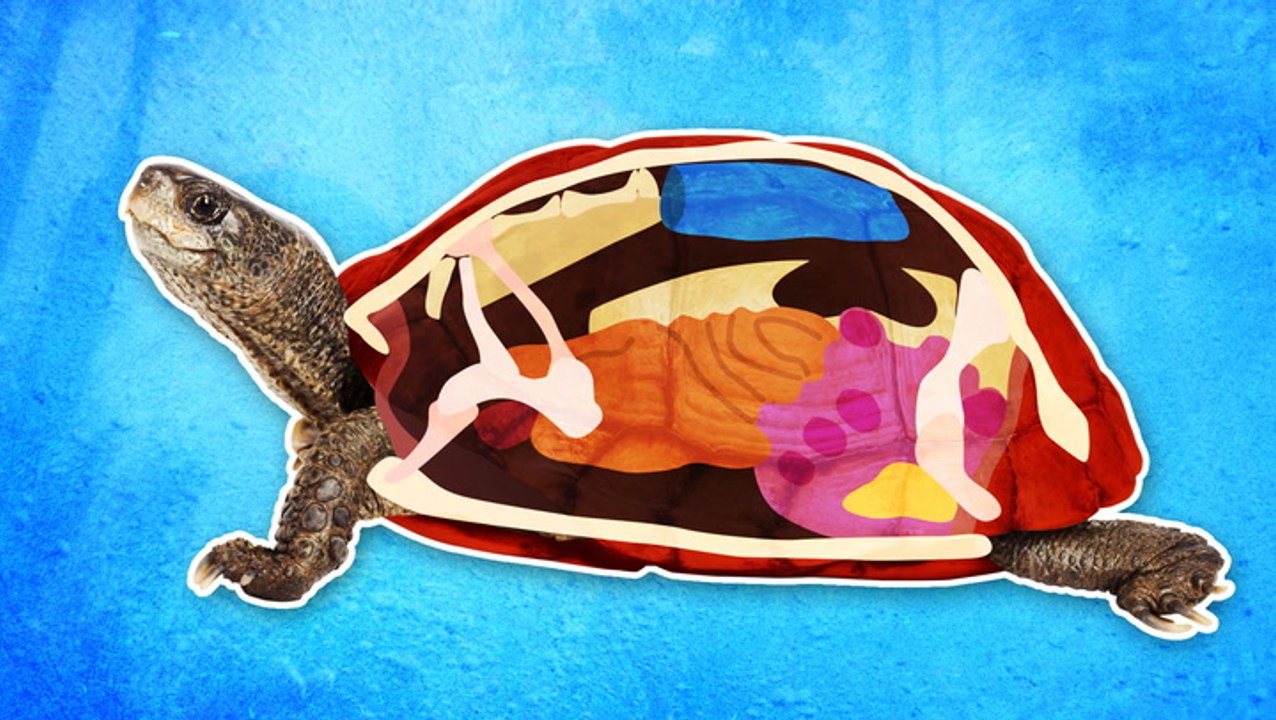 Here's what you'll find inside a turtle's shell