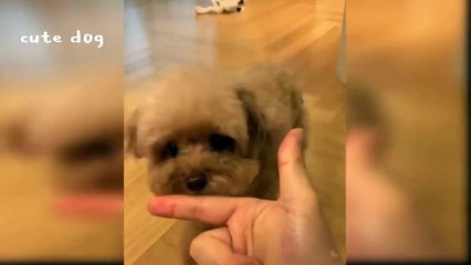 Cute dog