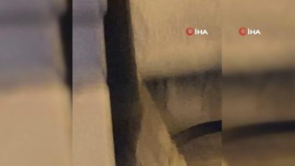 İstanbul'un göbeğinde yılan paniği