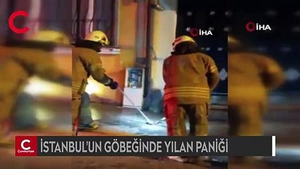 İstanbul'un göbeğinde yılan paniği