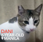 Meet Dani, the fried chicken-loving kitty
