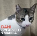 Meet Dani, the fried chicken-loving kitty