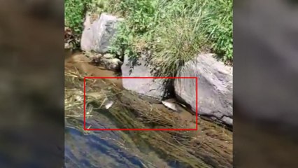 서울 송파 장지천에서 물고기 떼죽음..."급격한 수온상승 추정" / YTN