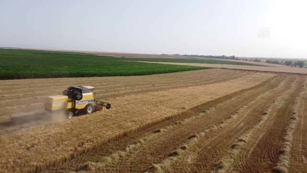 Kuraklığa dayanıklı arpa, sağladığı verimle çiftçiyi sevindirdi
