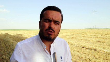 KONYA - Kuraklığa dayanıklı arpa, sağladığı verimle çiftçiyi sevindirdi