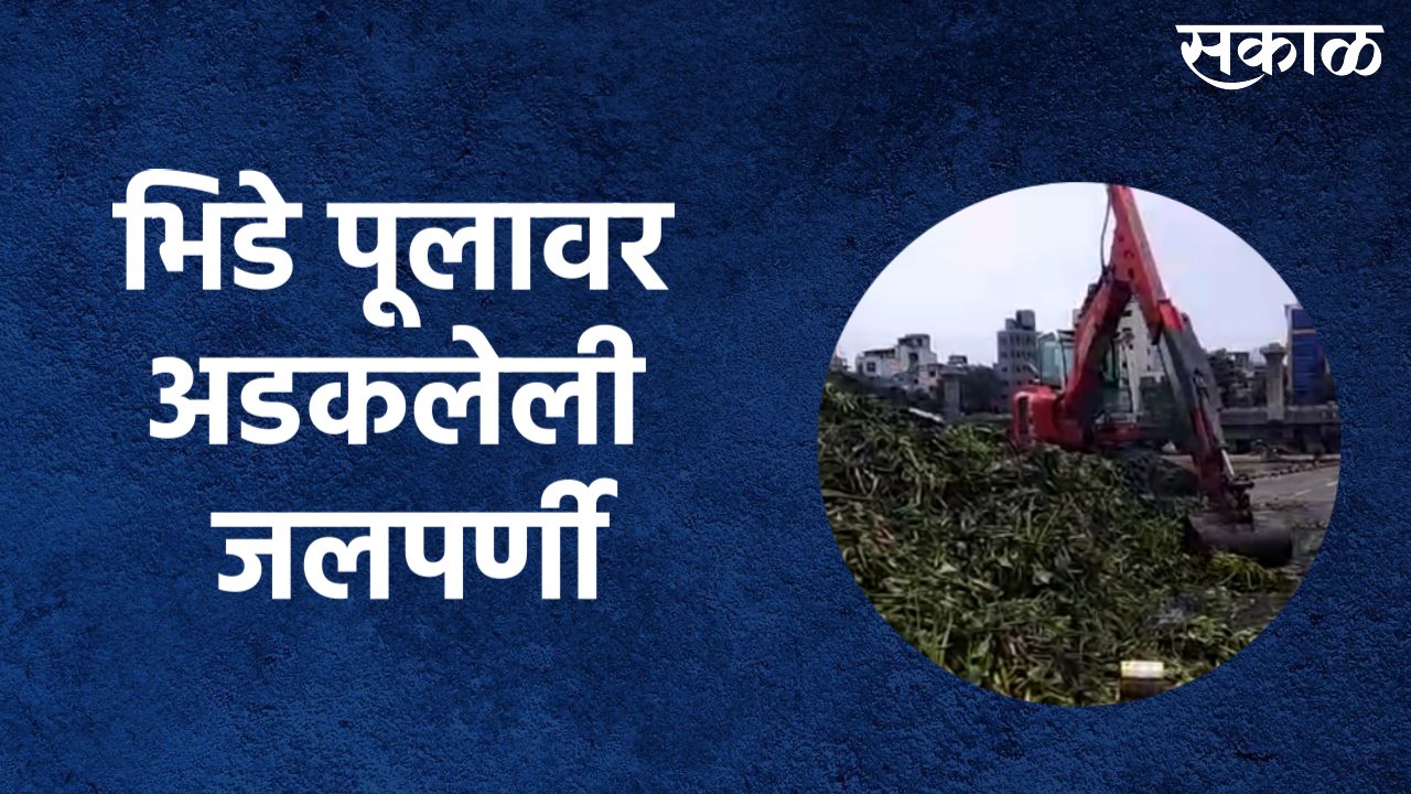 Pune Rain Updates : भिडे पूलावर अडकलेली  जलपर्णी काढण्याचे काम सुरु
