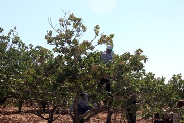Kilis'te fıstık hasadı başladı