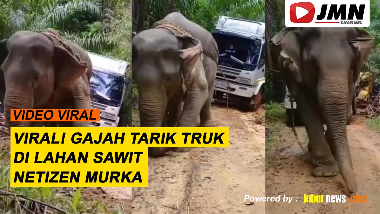 REPORTASE - VIRAL! GAJAH TARIK TRUK DI LAHAN SAWIT, NETIZEN MURKA