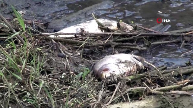 Alibeyköy Barajında korkutan görüntü: Onlarca balık öldü