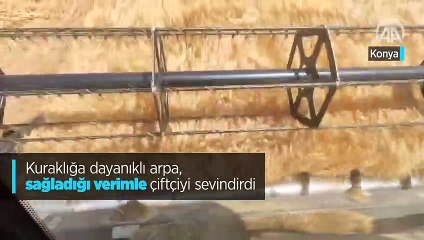 Kuraklık arpaya sökmüyor; çiftçi memnun