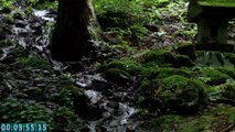 ASMR｜Japanese spring water forest. A historic sanctuary of cleanliness｜timer｜豊かな湧き水。森の奥のパワースポット