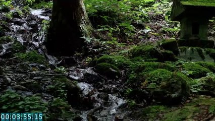 ASMR｜Japanese spring water forest. A historic sanctuary of cleanliness｜timer｜豊かな湧き水。森の奥のパワースポット