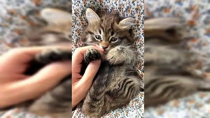 Cats Are Crazy Funny And Cute Cat Videos #short 1