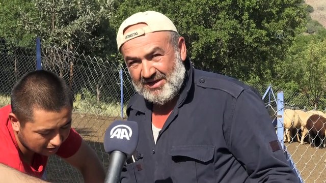 YOZGAT - Prematüre doğan 25 kilogramlık koç görenlerin dikkatini çekiyor