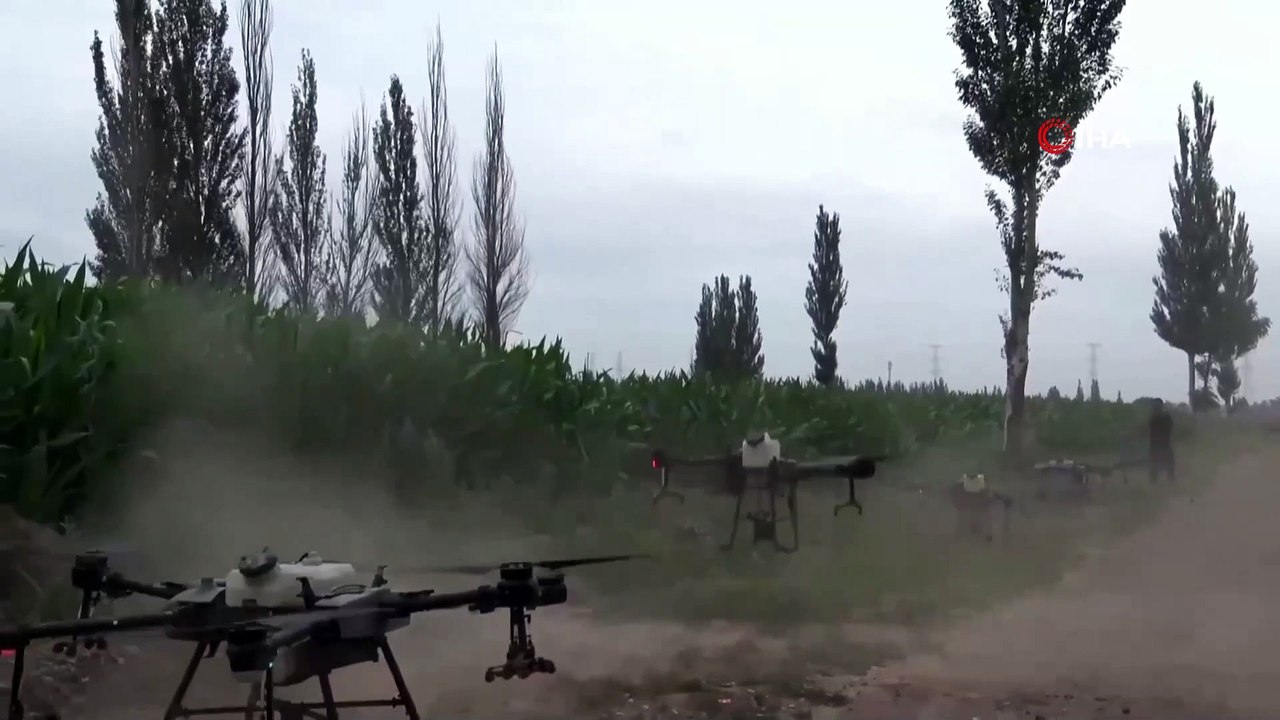 - Çin'de mısır hasadında 'drone' dönemi