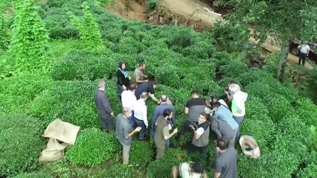 Tarım ve Orman Bakanı Bekir Pakdemirli, Rize'de çay topladı