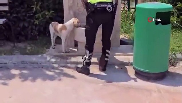 Trafik polisinden yüreklere dokunan hareket... Susayan köpeğe elleriyle su içirdi