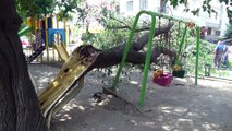 Çocuk parkında ağaç devrildi, şans eseri can kaybı ya da yaralanan olmadı
