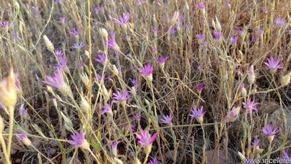 Adıyaman İnceler Emlak Doğadan Esintiler