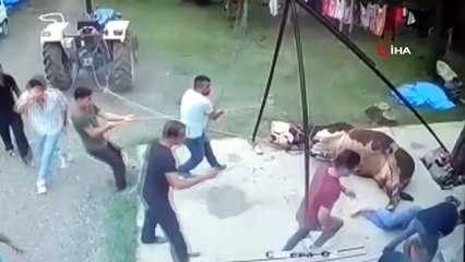 Kurbanlık boğanın boynuzladığı yaşlı adam hayatını kaybetti: O anlar kamerada