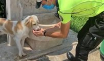 TRAFİK POLİSİ, SOKAK KÖPEĞİNE ELLERİYLE SU İÇİRDİ