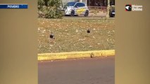 Cuidan pichones de tero en la costanera de Posadas