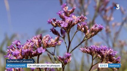 Calvados : un refuge pour protéger les phoques