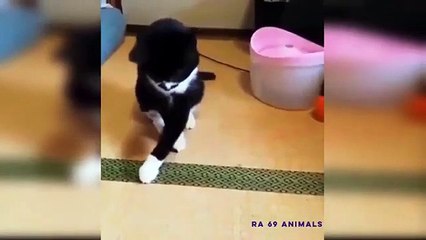 TAHAN TAWA 6 MENIT VIDEO TINGKAH LUCU KUCING BIKIN NGAKAK  KUMPULAN VIDEO LUCU