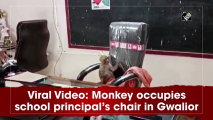 قرد يتولى كرسي المدير في مدرسة جواليور