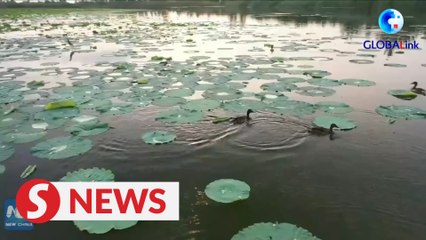 Wetland in Henan sees improved environment after restoration
