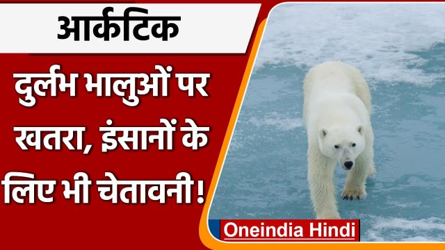 Polar Bear: Arctic में खतरें में Rare Bear, इंसानों को भी Alert | वनइंडिया हिंदी