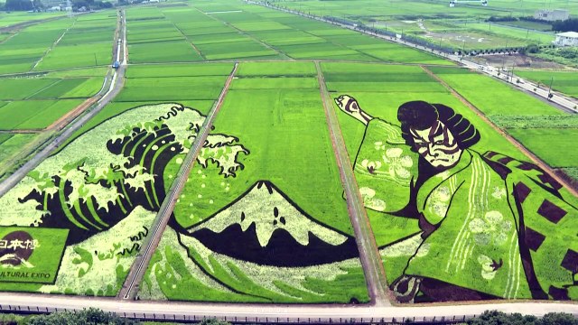 Une ville japonaise transforme ses rizières en oeuvre d'art