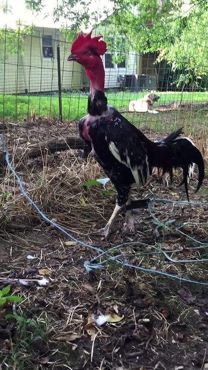 Rooster breeder