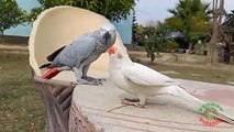 Indian Ringneck Parrot In Love With African Grey Parrots