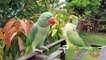 05.Funny Dancing Indian Ringneck Parrot Trim Trim- compressesd