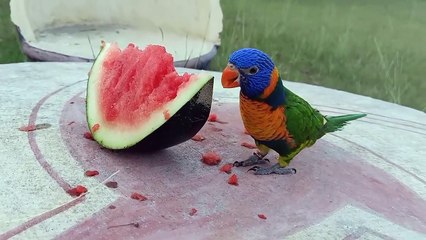 05.Yellow Indian Ringneck Parrot Eating Watermelon- compressed