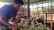 Cultivando Patria | Ferreagro mejora genéticamente rebaños de ovino, caprino, porcino y bovino