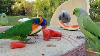 06.Super Cute And Amazing Parrots- compressed