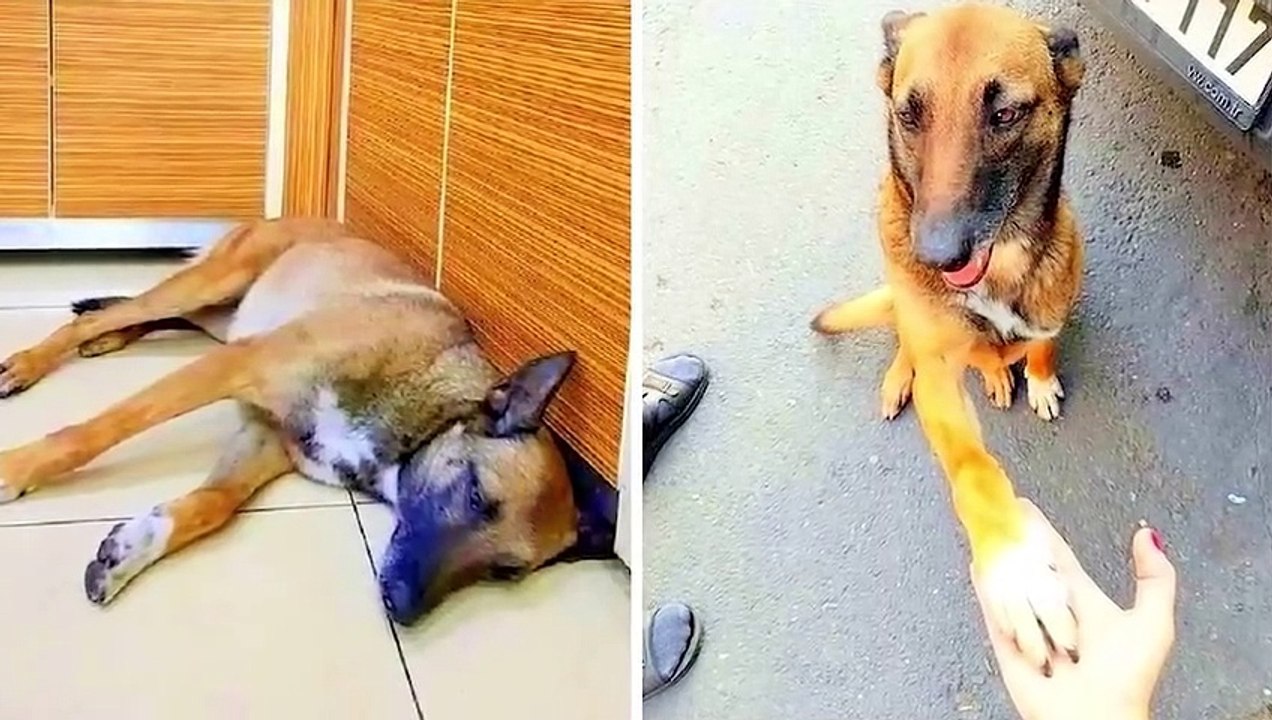ANIMALES PIDEN AYUDA A HUMANOS